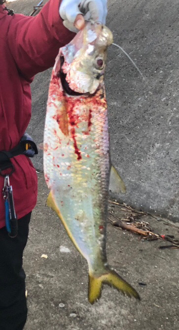 yellow tailは釣れずも魚種多彩！