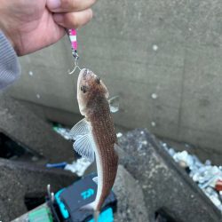 ショアジギングとライトゲーム