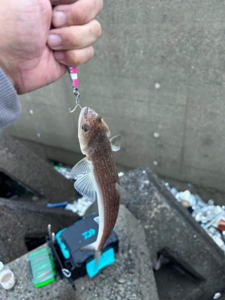 ショアジギングとライトゲーム