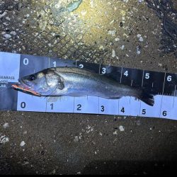 シーバスゲーム