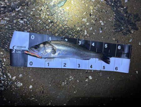 シーバスゲーム