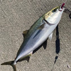 今季初ショアジギで鰤