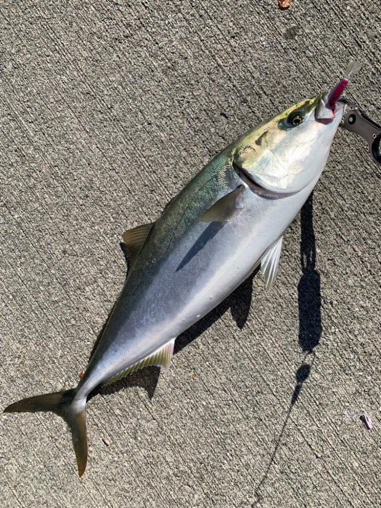 今季初ショアジギで鰤