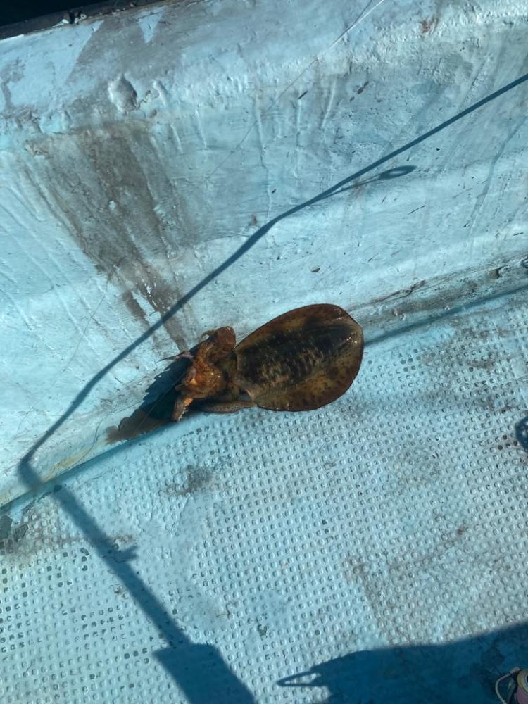 ボートエギング