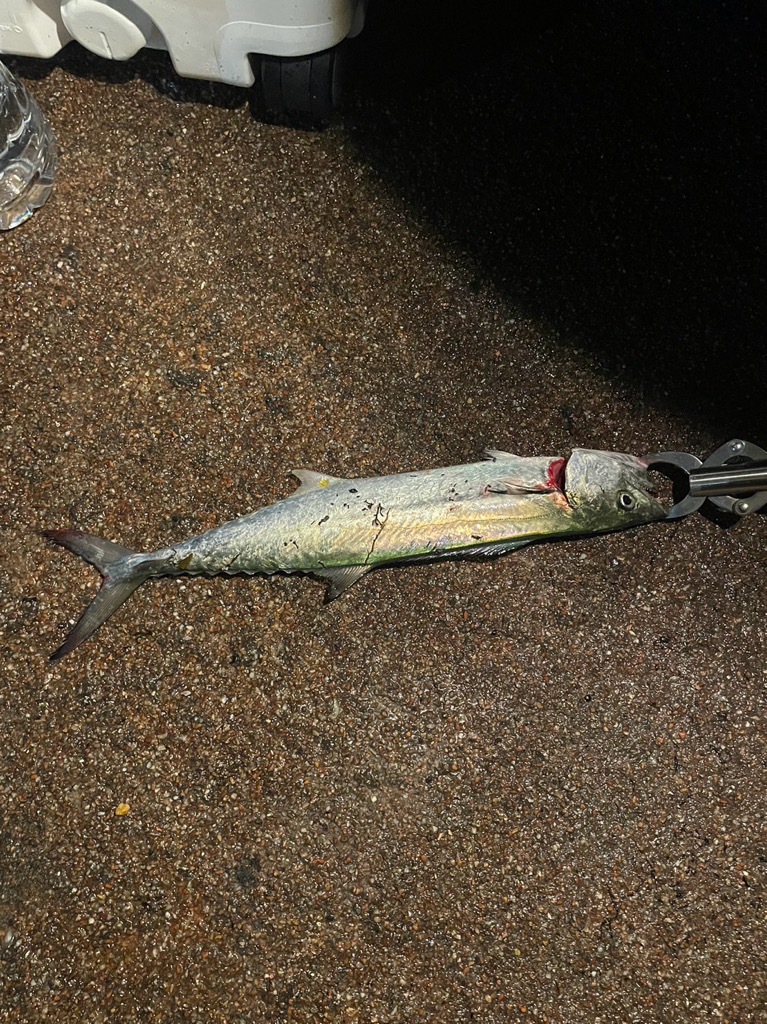 巨大ナブラ後暴風雨