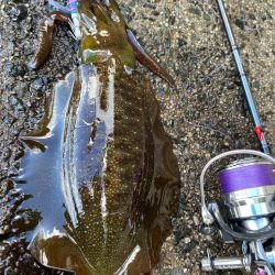 大潮干潮勝負！