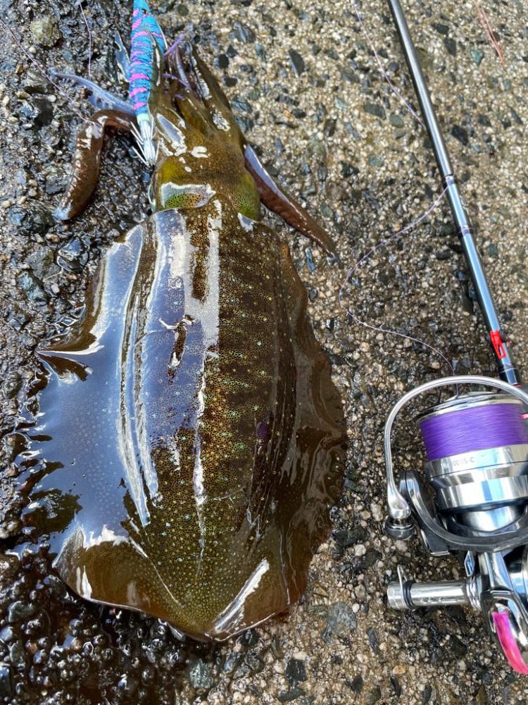 大潮干潮勝負！