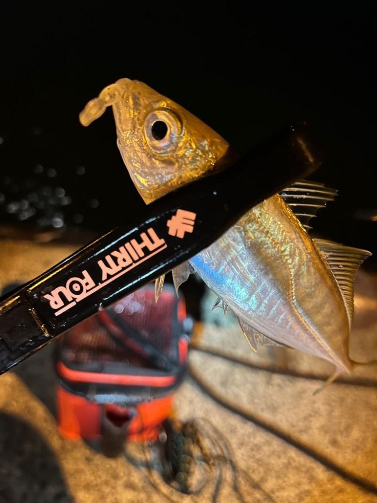 まだまだアジ釣れます!