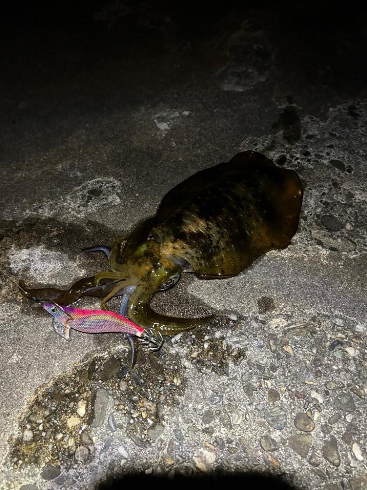 今年初エギング