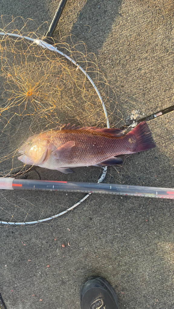 この時期 厳しい波止フカセ