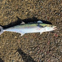 ムコイチ　ショアジギング