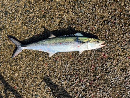 ムコイチ　ショアジギング