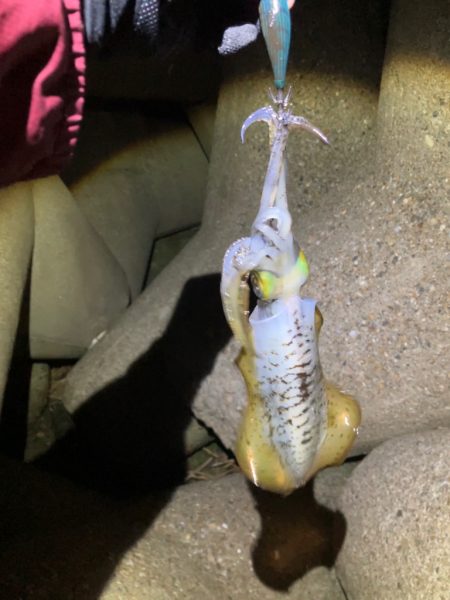 風うねりのある中ナイトエギングσ(^_^;…