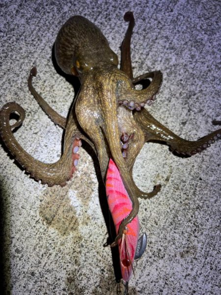 烏賊を探して三千里 Vol.3