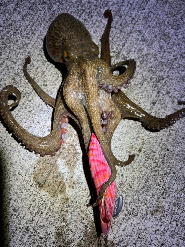 烏賊を探して三千里 Vol.3