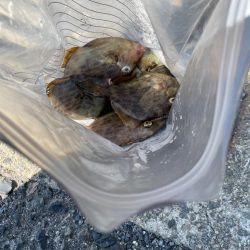 エギングからのカワハギ