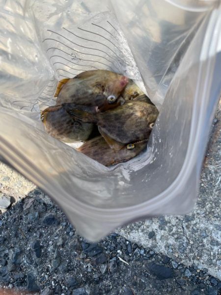 エギングからのカワハギ