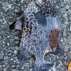 有り合わせタックルでイシガキダイ