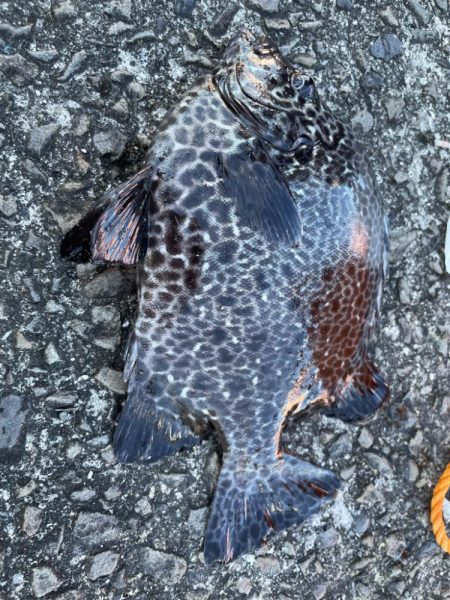 有り合わせタックルでイシガキダイ