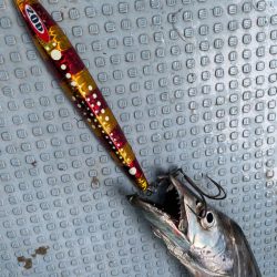 須磨沖タチウオジギング