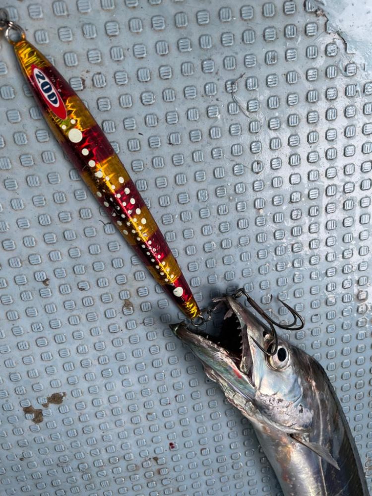 須磨沖タチウオジギング