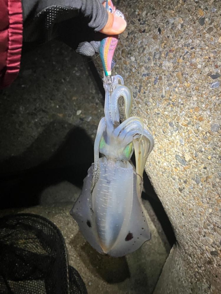 ナイトエギング　タコには注意σ(^_^;)