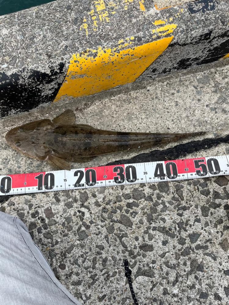 青物狙いのはずが