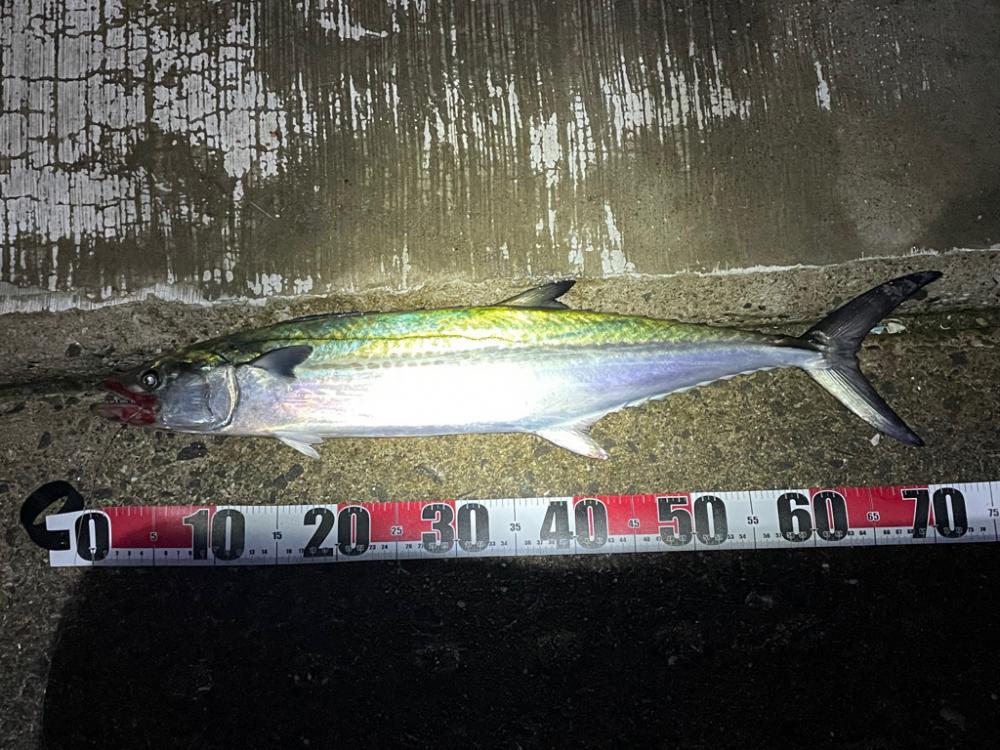 ようやく釣れました^_^