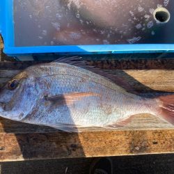 23's 平磯マダイ祭り