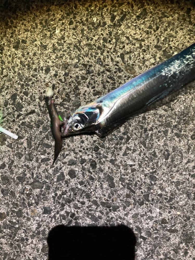 太刀魚4回目