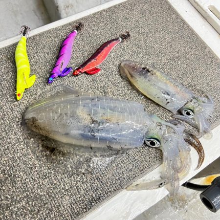 アオリイカ/ティップラン