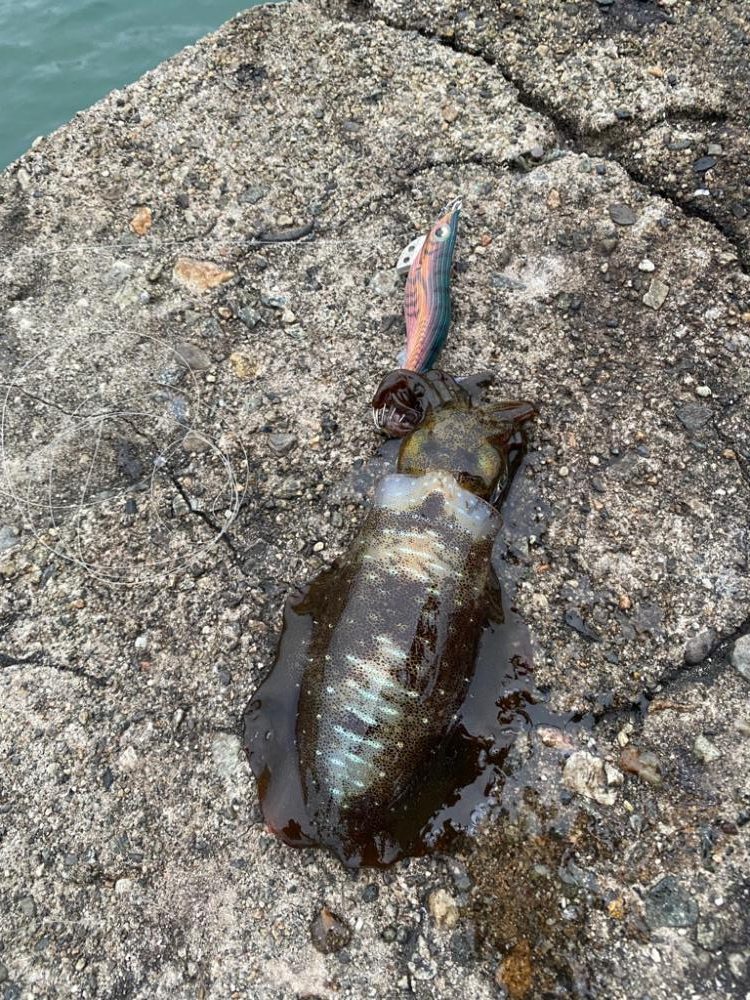 一週間ブリのアオリ釣果