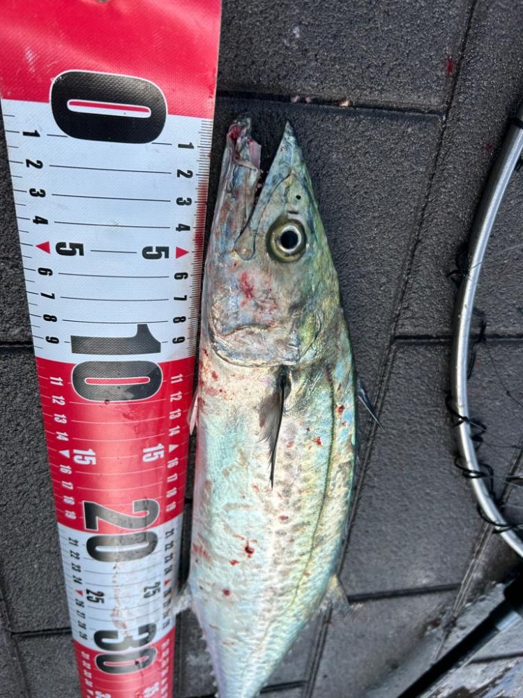 ようやく釣れた