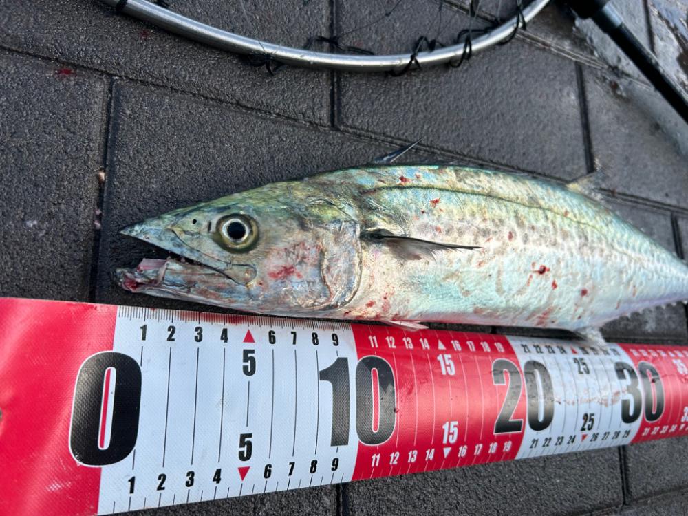 ようやく釣れた
