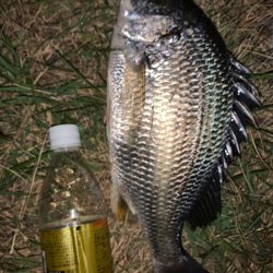 淀川のチニング