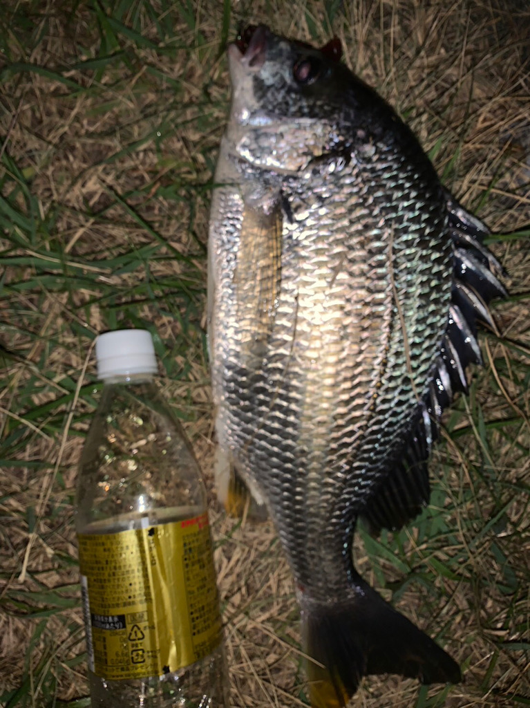 淀川のチニング