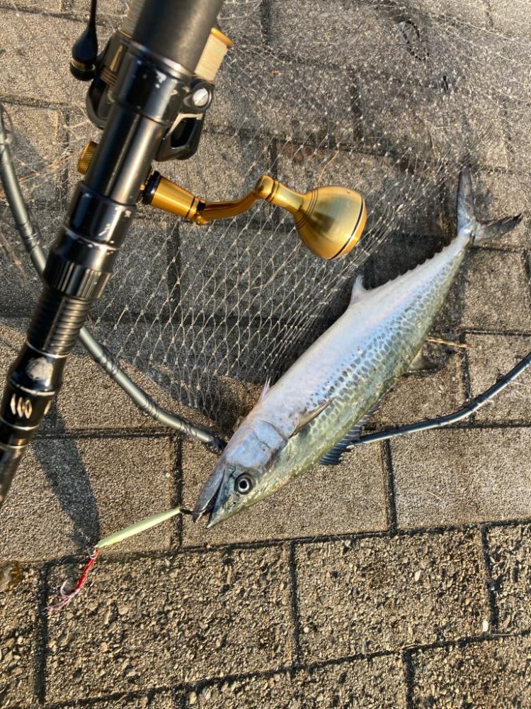 水質悪くボトム攻め。何とか青牙サゴシ1本。。。