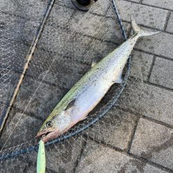 青牙サゴシ1キャッチ。2バラシ無念。。