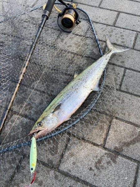 青牙サゴシ1キャッチ。2バラシ無念。。