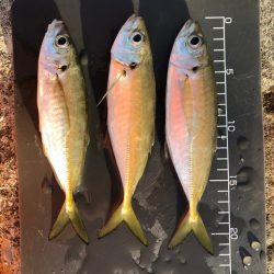 朝マズメの時合のみ