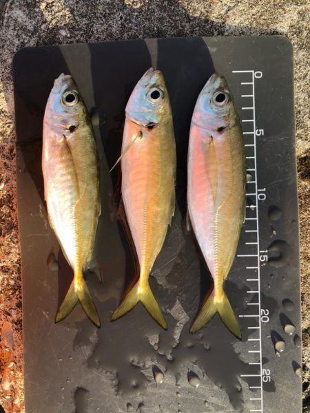 朝マズメの時合のみ