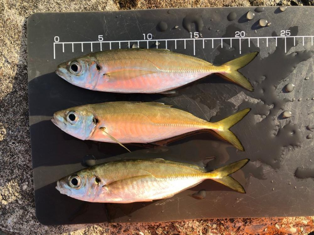 朝マズメの時合のみ