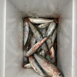 ⭐️マイワシチャレンジ成功