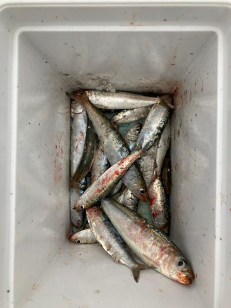 ⭐️マイワシチ…