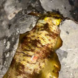 10月最初で最後のエギング