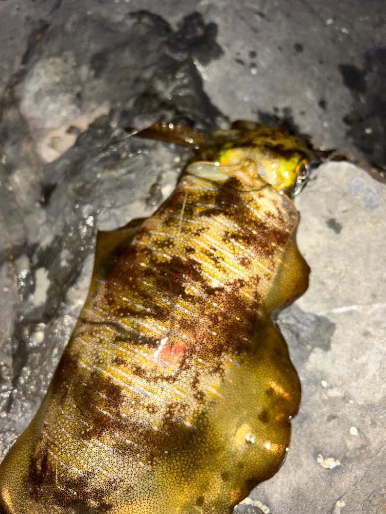 10月最初で最後のエギング