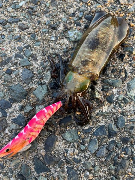 烏賊を探して三千里 Vol.6