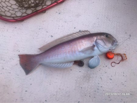 10/17 伊島沖タイラバ