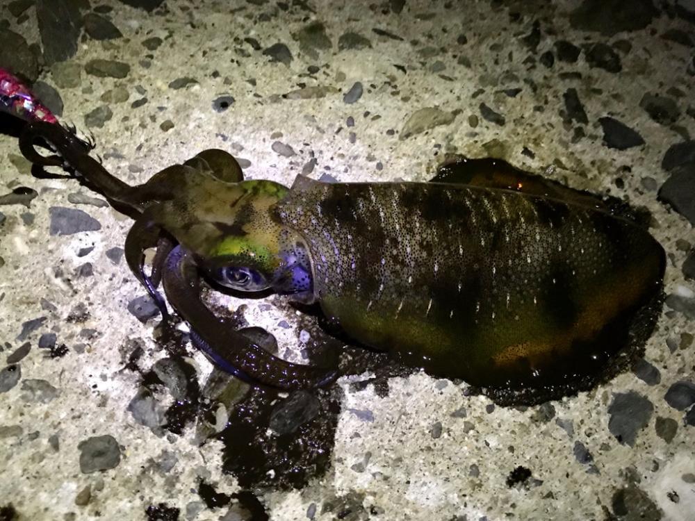 アジング・エギング