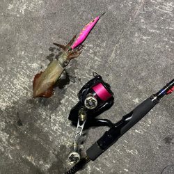 朝練 エギング〜